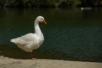 standing goose by the water