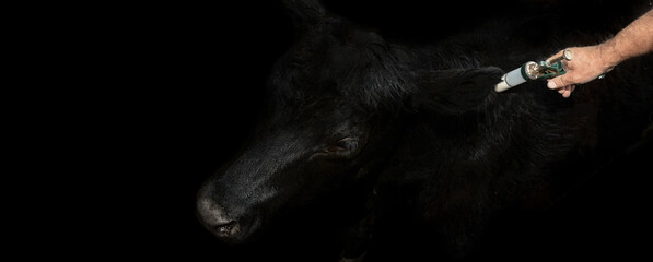 Veterinarian hand applying vaccine to Angus cattle in Argentina - Vet hand with syringe vaccinating...