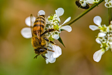 bee on a flower