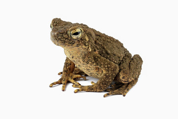 Asian giant toad isolated on white background, Phrynoidis asper is a type of river toad