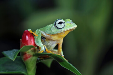 Flying frog sitting on leaves, javan tree frog, Rhacophorus reinwardtii