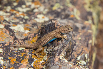 A photogenic Lizard in Black Canyon of Gunnison National Park with a blue belly, posing for pictures.