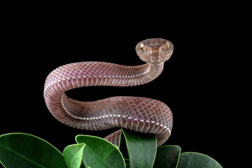 Baby viper snake on tree with black background, trimeresurus purpureomaculatus
