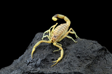 High venomous scorpion on rock with black background (Deathstalker scorpion)