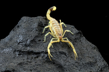 High venomous scorpion on rock with black background (Deathstalker scorpion) - obrazy, fototapety, plakaty