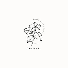 Line art damiana flower illustration