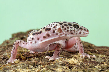 Leopard gecko lizard on wood, fat-tailed gecko, eublepharis macularius, animal closeup