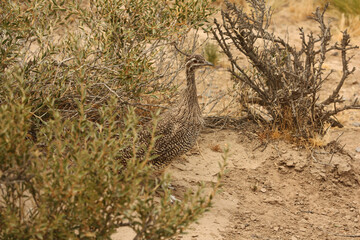 Tufted partridge bird of Argentine Patagonia