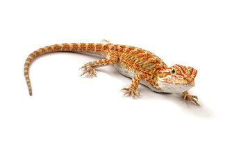 Fototapeta premium Baby bearded dragon full body, cute lizard onwhite background, animals close-up
