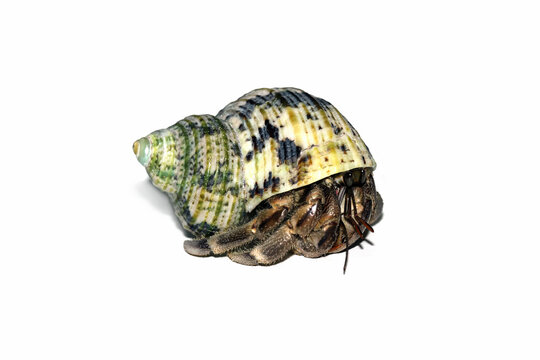 hermit crab isolated on white, Coenobita clypeatus