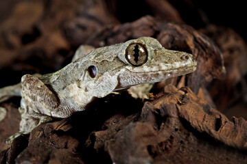 Flying gecko lizard sitting on wood