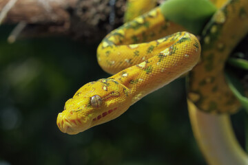 Green tree python on branch, Morelia viridis, Indonesian snake, Animal closeup