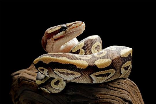 close up of a ball python, python regius