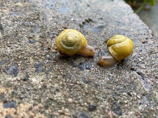 two snails having a chat about life