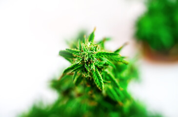 Indoor Cannabis plant, branch of marijuana on a white background