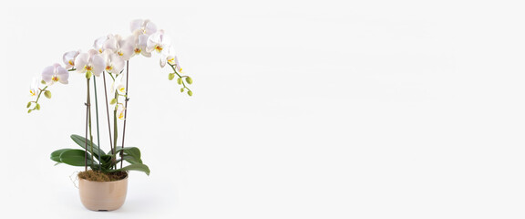 Ai banner orchidee 03