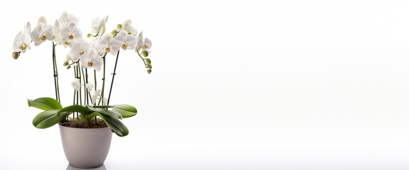 Ai banner orchidee 04