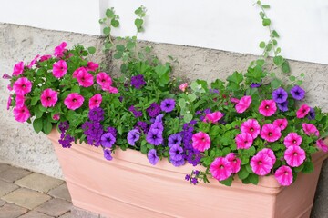 Varieties of hanging petunias and verbenas in the pot