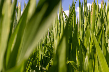 Green corn in a field in the sunny summer season