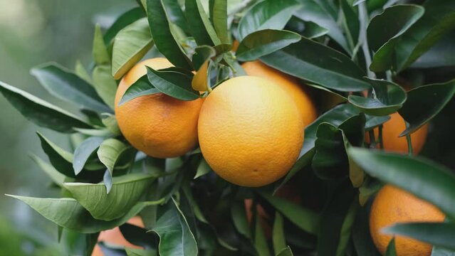 Ripe orange fruits on citrus tree branch in orchard. Harvest, gardens concept. 