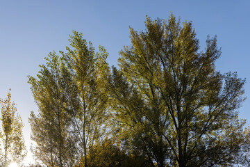 Autumn season in the park, the foliage