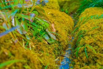 苔の生えた庭園（京都）