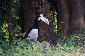 Pied hornbill