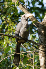 Obraz premium Malabar grey hornbill