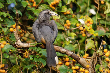 Malabar grey hornbill