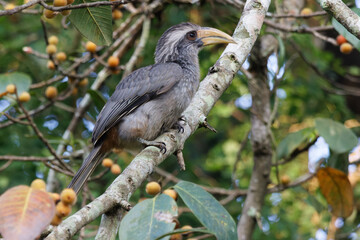 Malabar grey hornbill