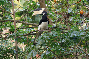 Pied hornbill