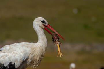 Birds of Turkey ; white stork in the field