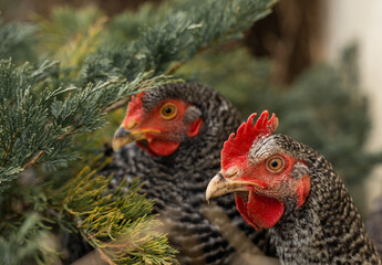 Deux poules en portrait au moment de la ponte