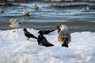 Glaucous-winged Gulls and Hooded crows standing in Snow next to the Baltic Sea in Winter.