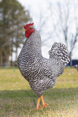 Dominique vareity of chicken rooster