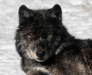 TIMBER WOLF IN SNOW