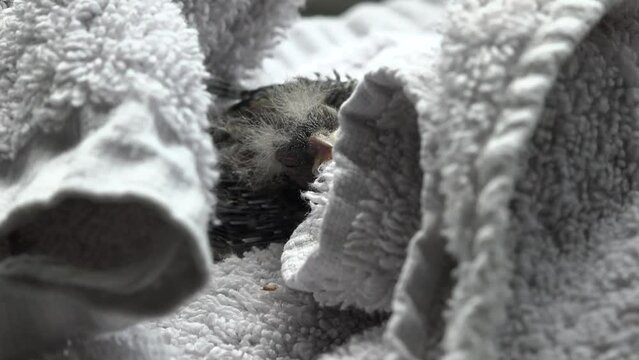 Ein Vogel ist aus dem Nest gefallen und wird von der Vogelhilfe aufgep&auml;ppelt. Wahrscheinlich eine M&ouml;nchsgrasm&uuml;cke (Sylvia Atricapilla). Er tschilpt. Echtzeit mit Ton.