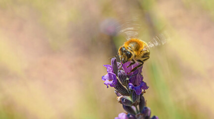 A bee in flight sits on a flower. Greased wings looks into the frame. Blurred background