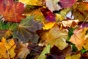 Autumn dry maple-leafs