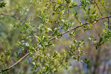 Euonymus europaeus, the spindle, European spindle, or common spindle, Bush in spring, buds, Place for text.