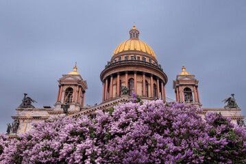 St. Isaac's Cathedral and lilacs. Flowers and landmark of St. Petersburg. A tourist route through the blooming city. A city in lilac flowers.Visit card of St. Petersburg