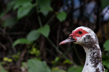 duck head detail in lawn