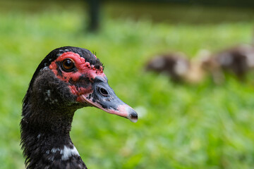 duck head detail in lawn