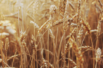 field, wheat, agriculture, nature, grain, sky, grass, yellow, plant, flowers, nature