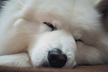 Samoyed dog is sound asleep. close up of the paws and nose. Generative AI