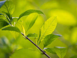 Close up of some leaves