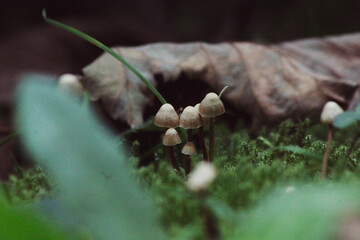 nature, mushroom, forest, green, plant, leaf, food, fungus, tree, autumn, spring, macro