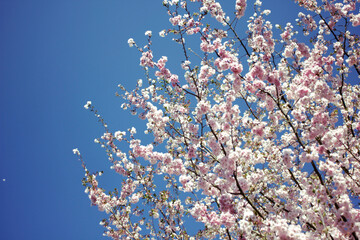 tree, spring, blossom, sky, bloom, cherry, flowers, branch, flower, nature, pink, blue, blooming, sakura