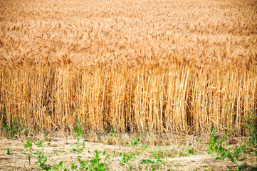 Crops plantations in Juan Lacaze, Colonia, Uruguay