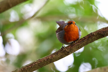 Robin redbreast sitting on branch facing forward. Selective focus on eyes and beak. Colourful bird with vibrant red orange breast feathers. Green bokeh background. Dublin, Ireland